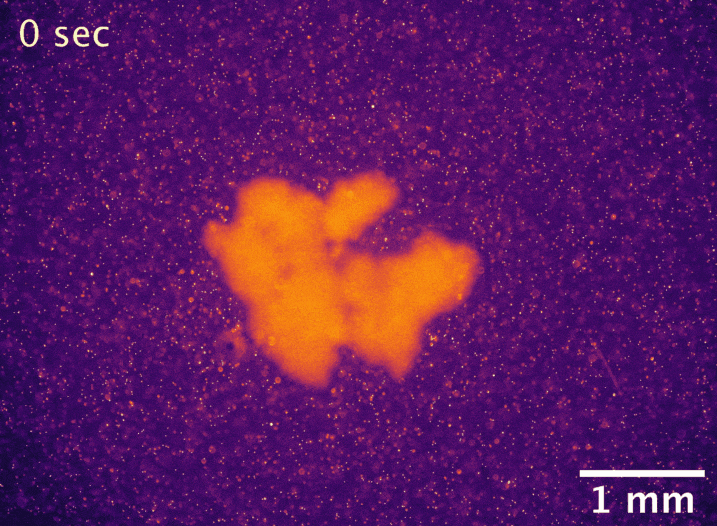 metabolically driven flow img